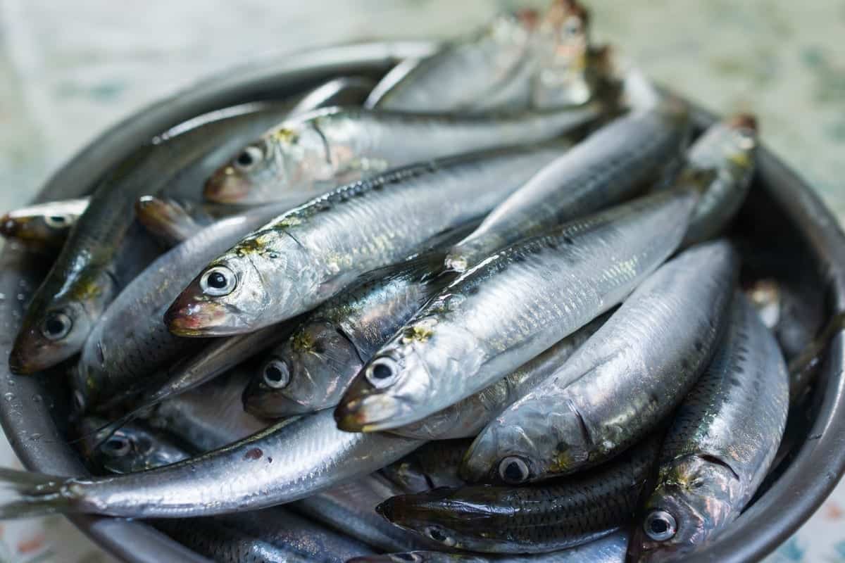 سمك السهلية اليوم؛ تحسين أداء الدماغ مياه الدافئة فيتامين ب Omega 3