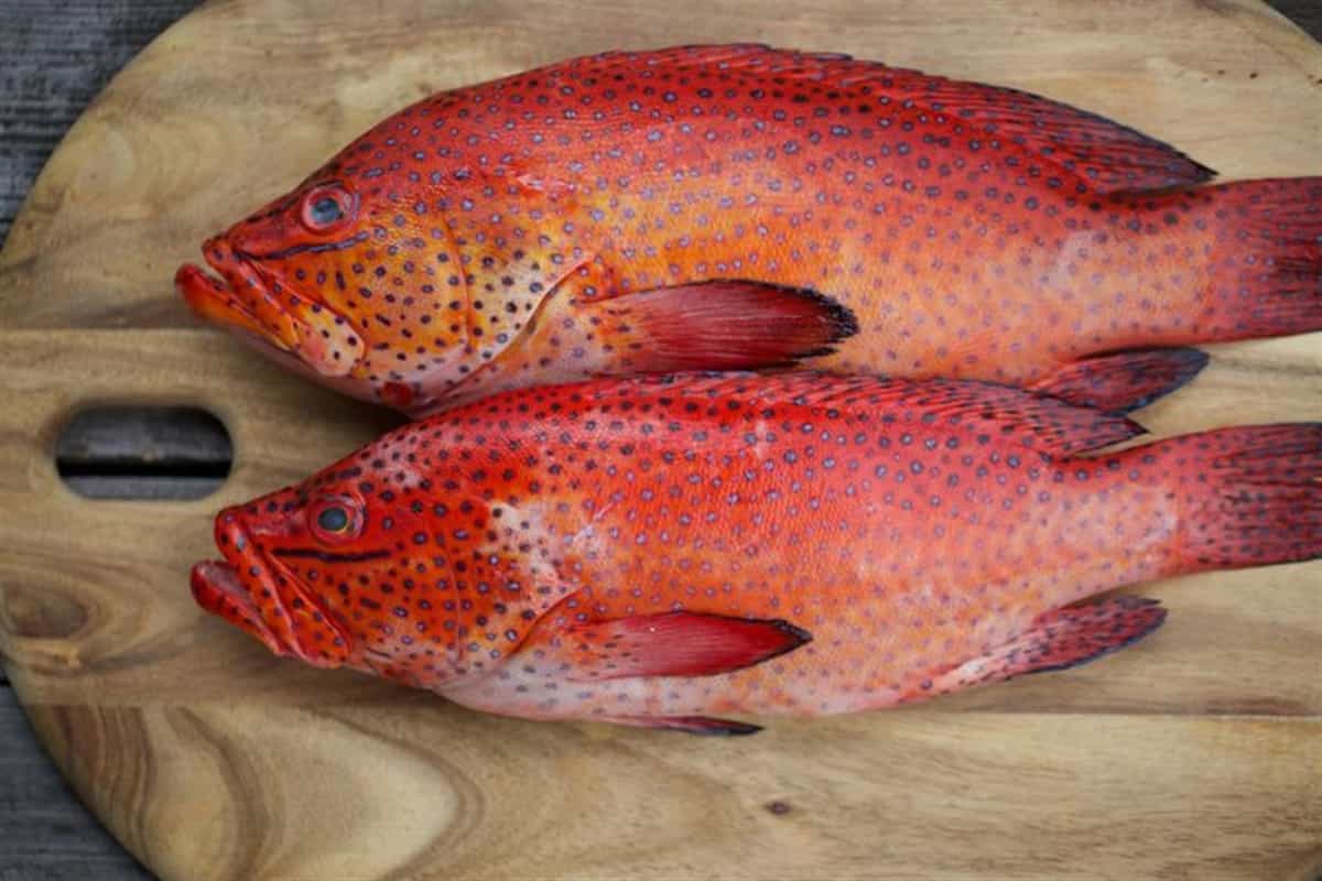 السمك الناجل اليوم؛ بيضاوية المياه العميقة الأحماض الأمينية Omega 3