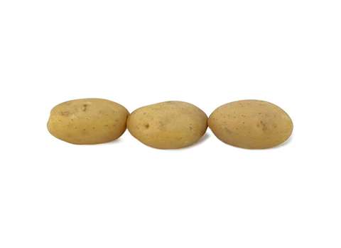 أنواع البطاطس واسماؤها دليل شامل لمحبي البطاطس