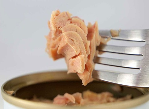 انتاج معلبات سمك التونه