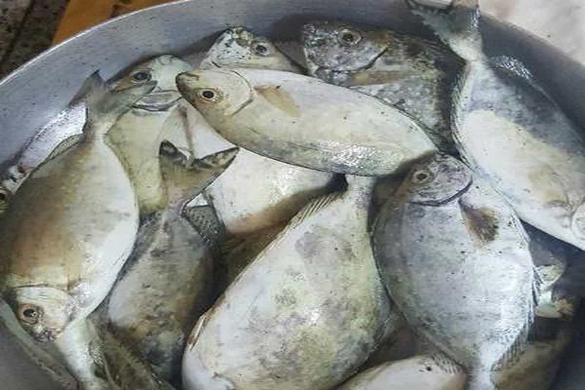 سمك البطاطا في ليبيا