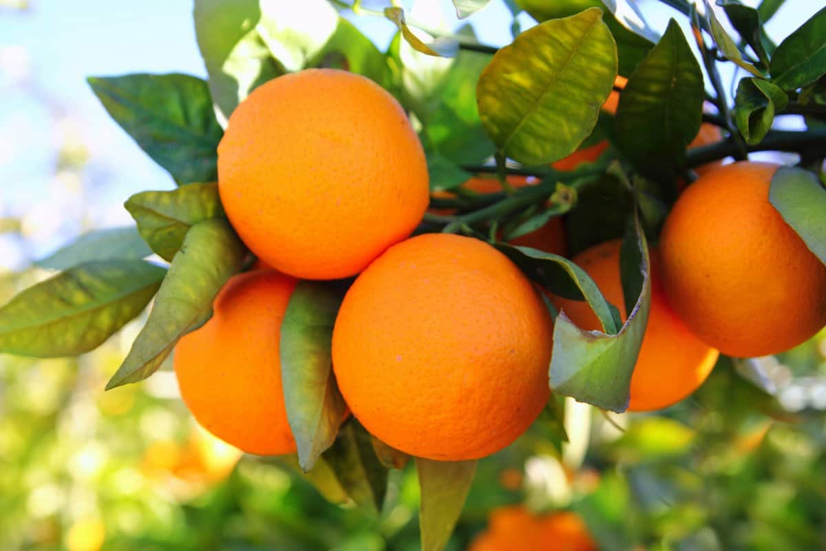 البرتقال المر وفوائده