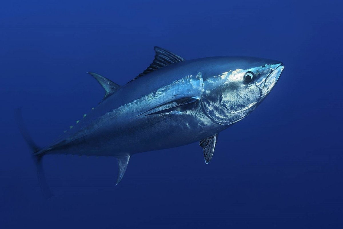 سمك التونة القيمة الغذائية