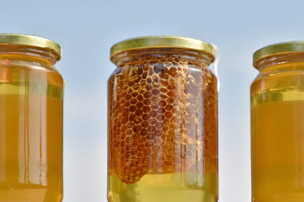 العسل السدر العصيمي