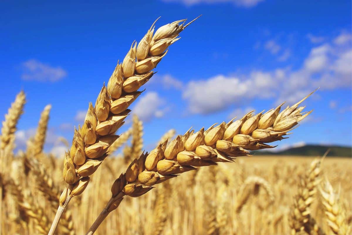 زراعة القمح في الامارات