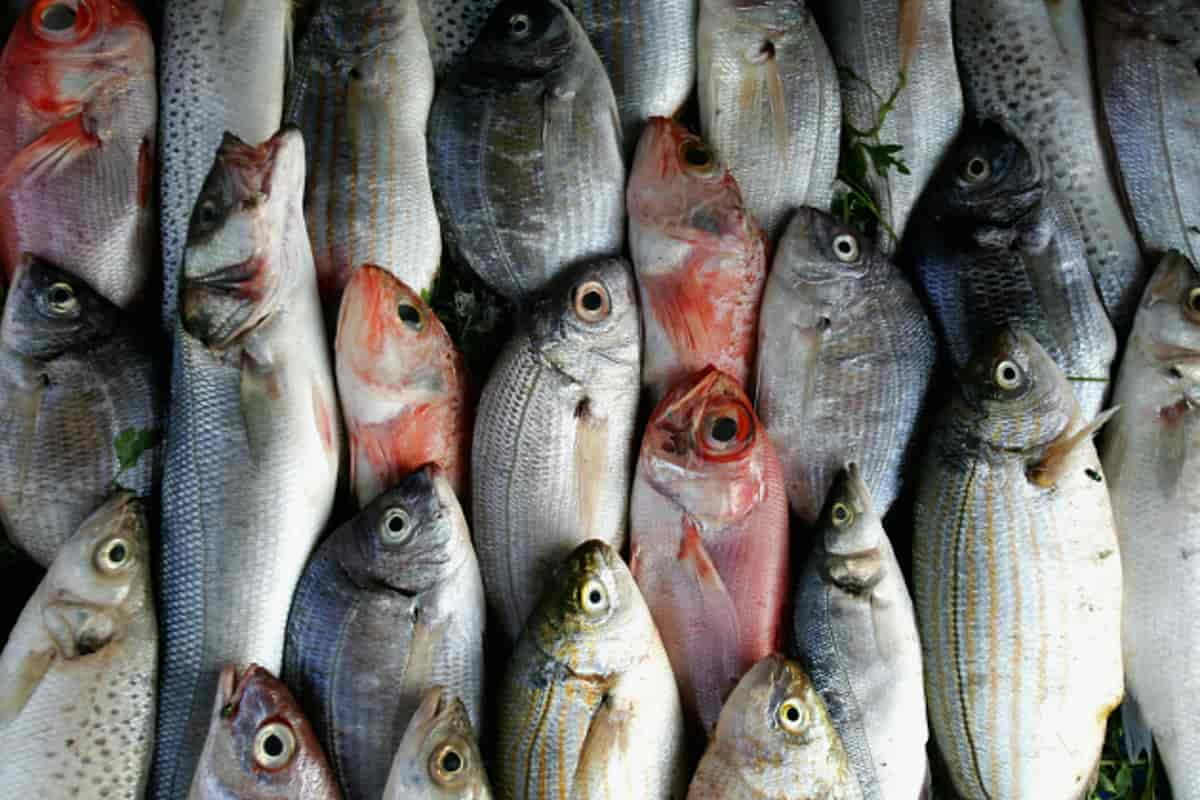 السمك في الخرطوم