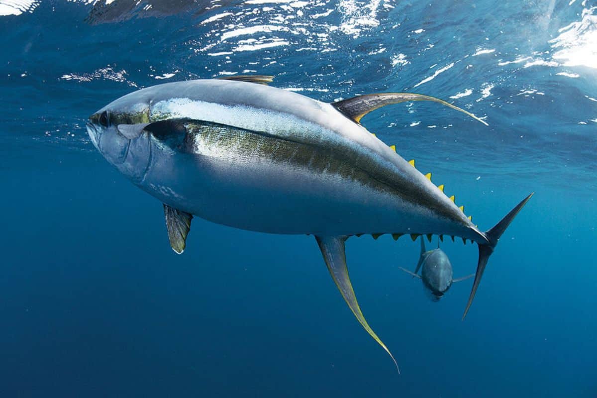 سمك التونة كم بروتين