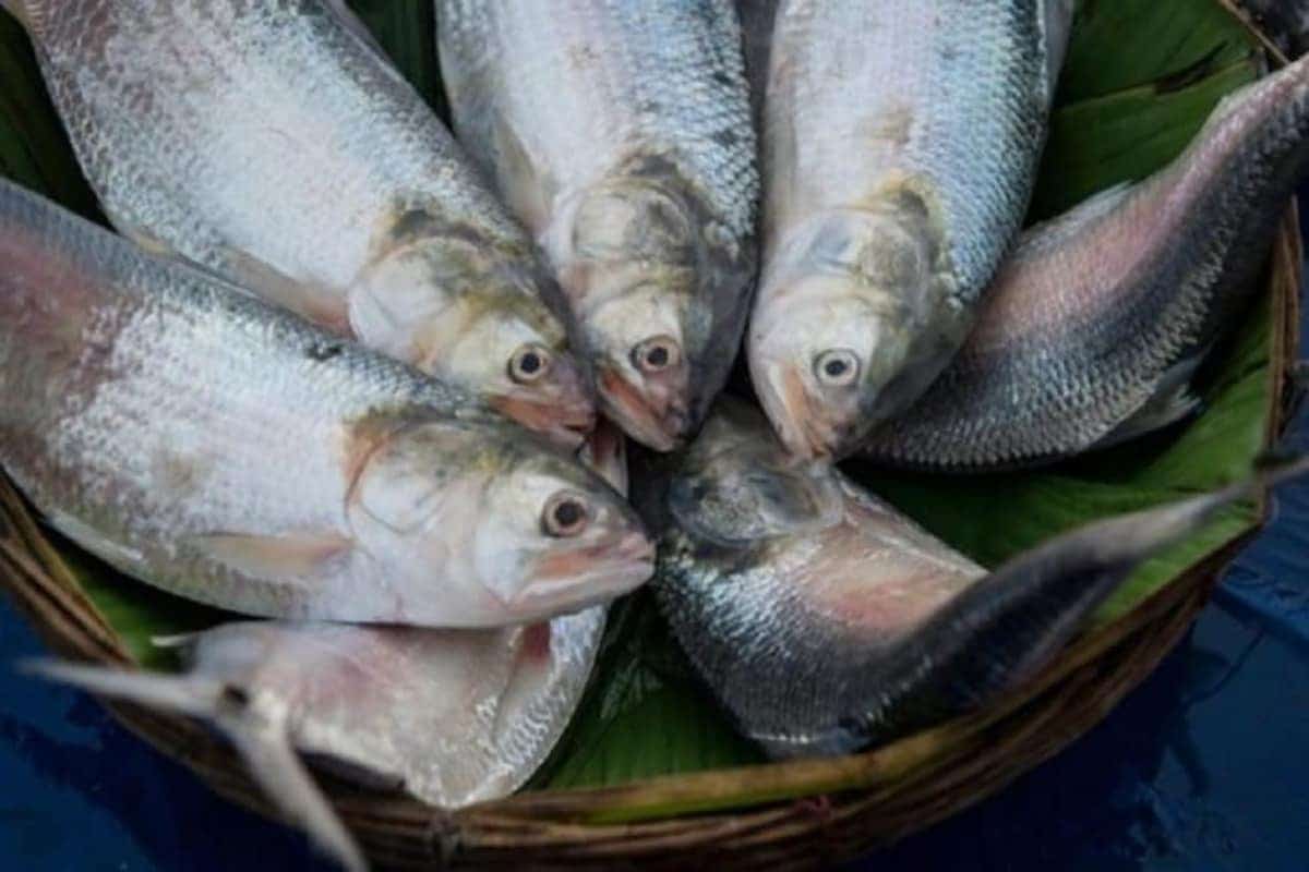 السمك سوق الكويت