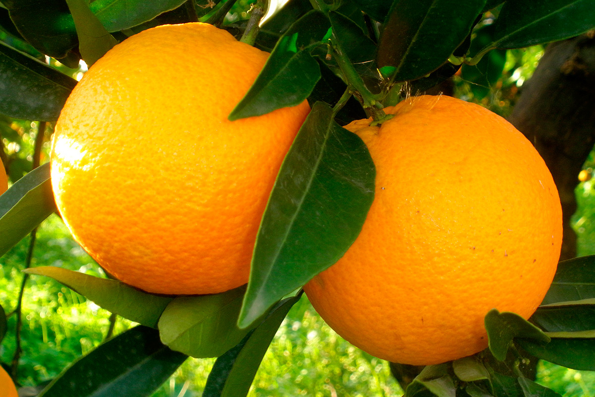 البرتقال الشموطي