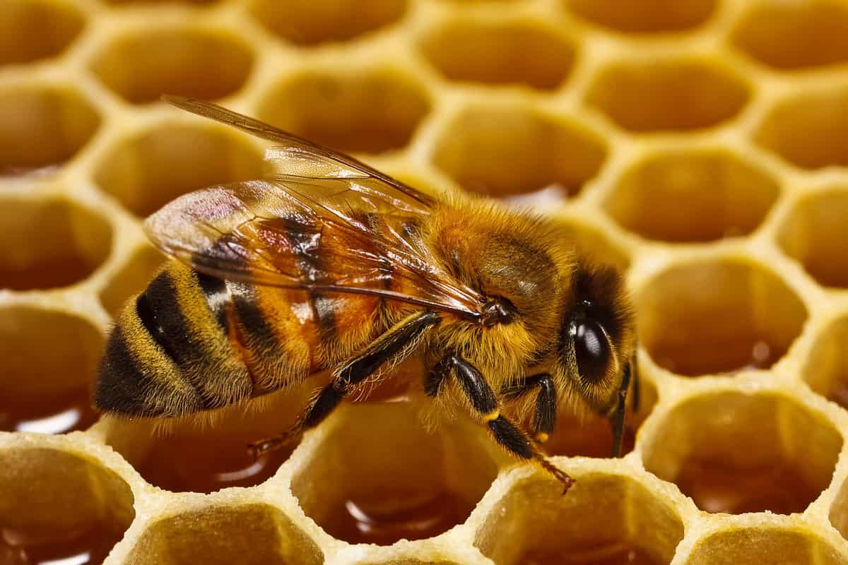 شكل عسل النحل الاصلي