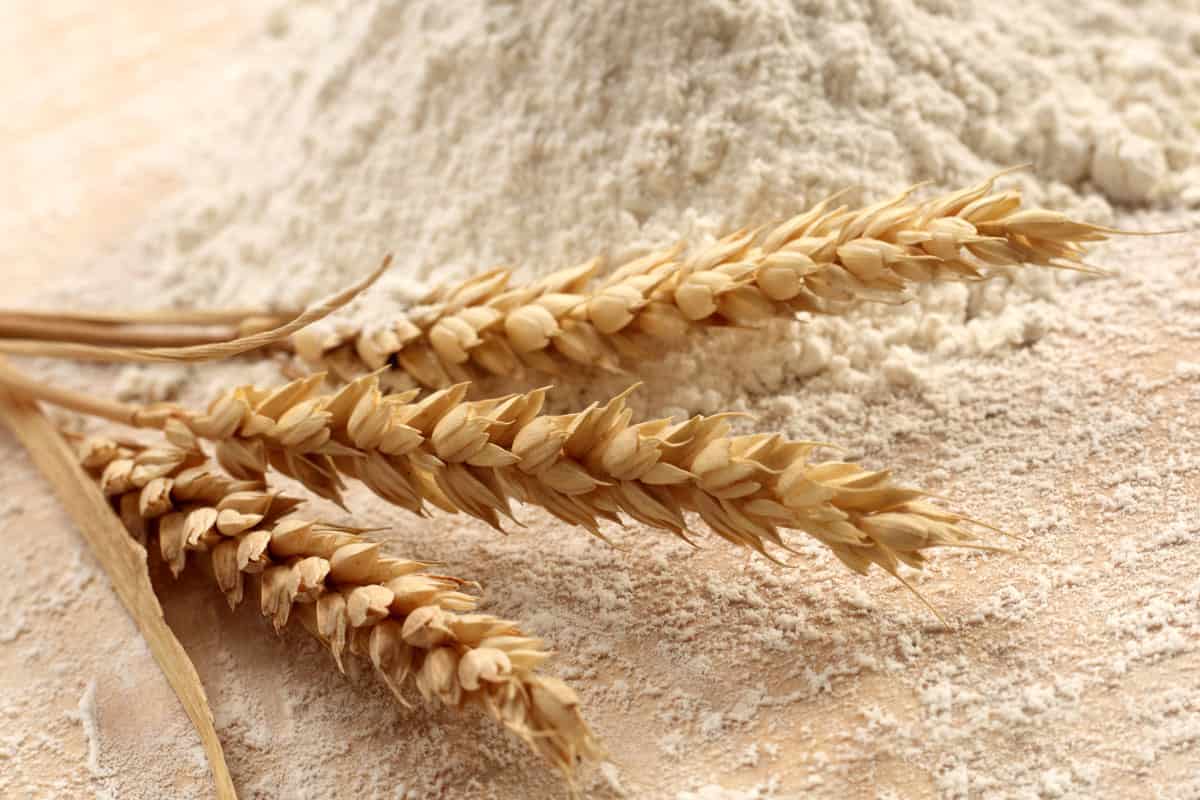 زراعة القمح في الجزائر
