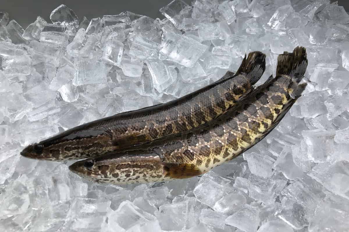 سمك الثعبان الياباني