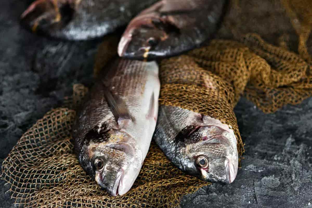 سمك قشر بياض فوائد