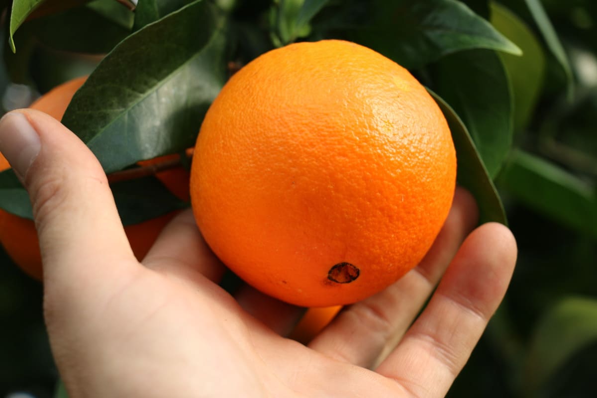 البرتقال والضغط