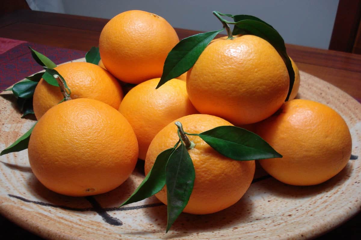 ماهي فوائد البرتقال الشفشي