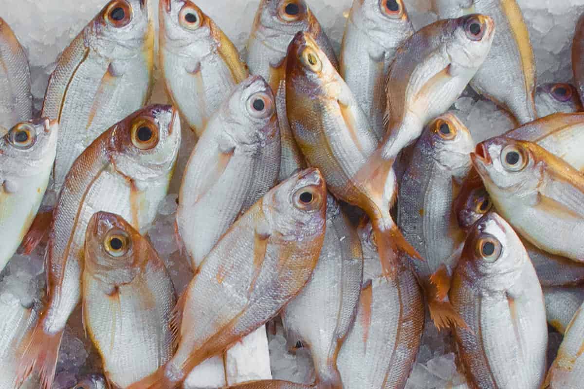 أسعار السمك اليوم في الجزائر