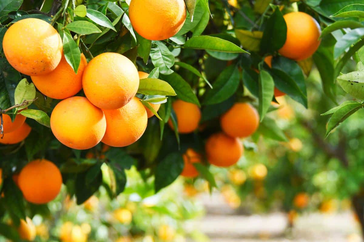 البرتقال في السعودية
