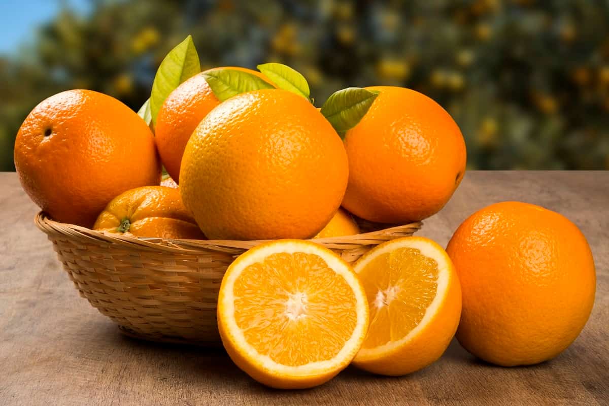 مزارع البرتقال في مصر