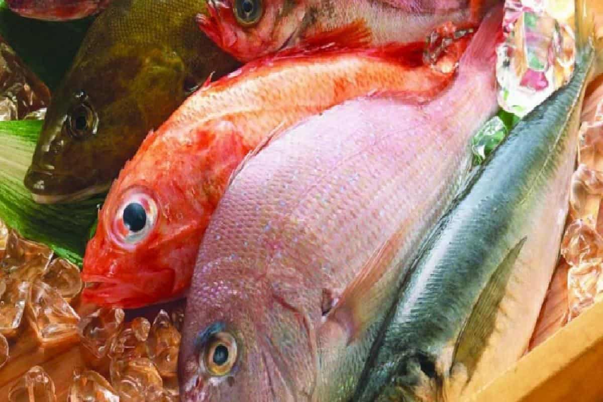 انواع السمك في قطر