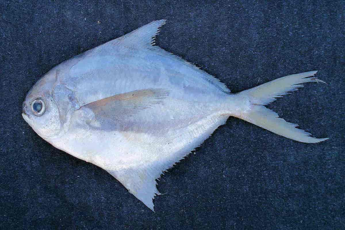 سمك الزبيدي في السعودية