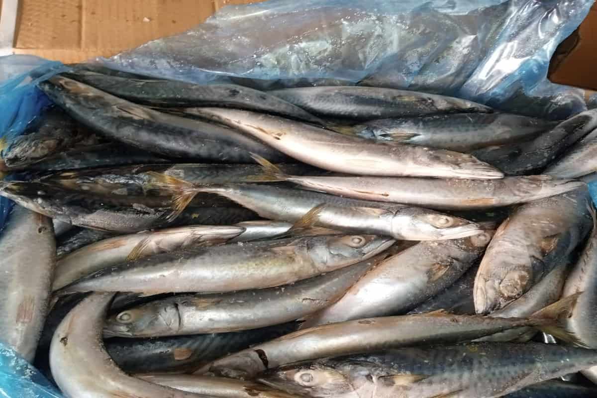 سمك الماكريل القيمة الغذائية
