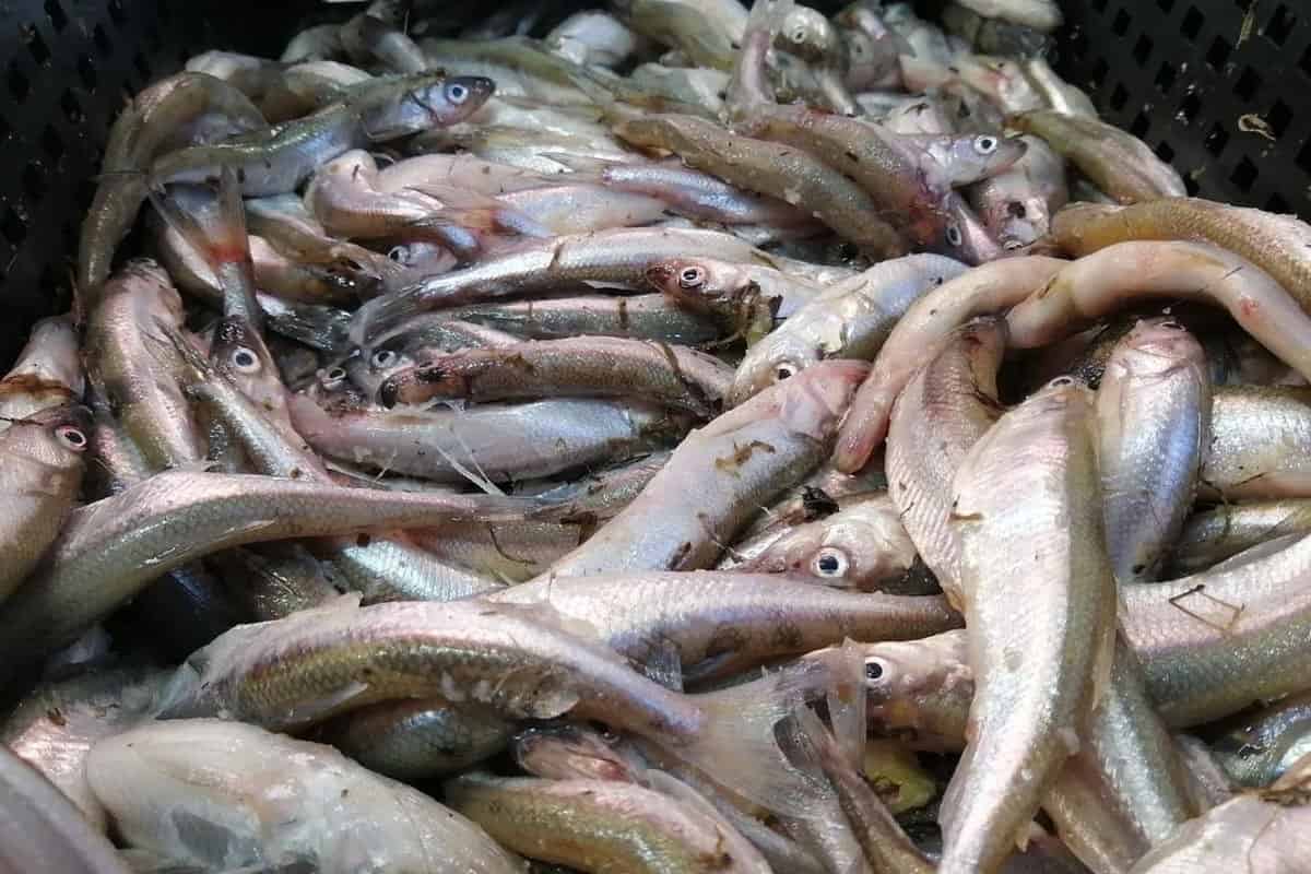 انواع سمك المكرونة