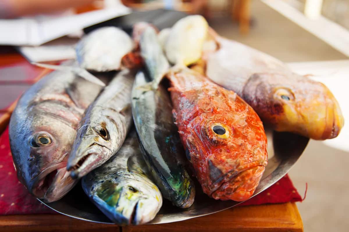 أسعار السمك اليوم في السويس