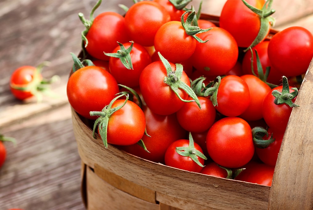 دلائل إهتمام التجار لتصدير طماطم الكرزية