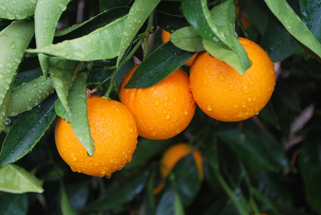 انواع البرتقال للتصدير