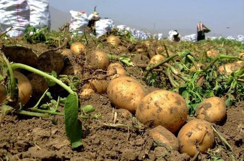 سعر طن البطاطس في السعودية