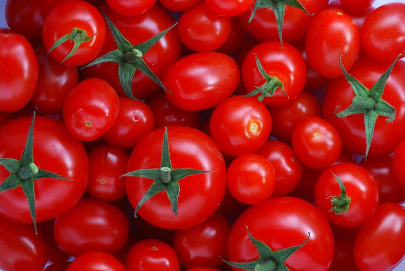 تاريخ زراعة الطماطم