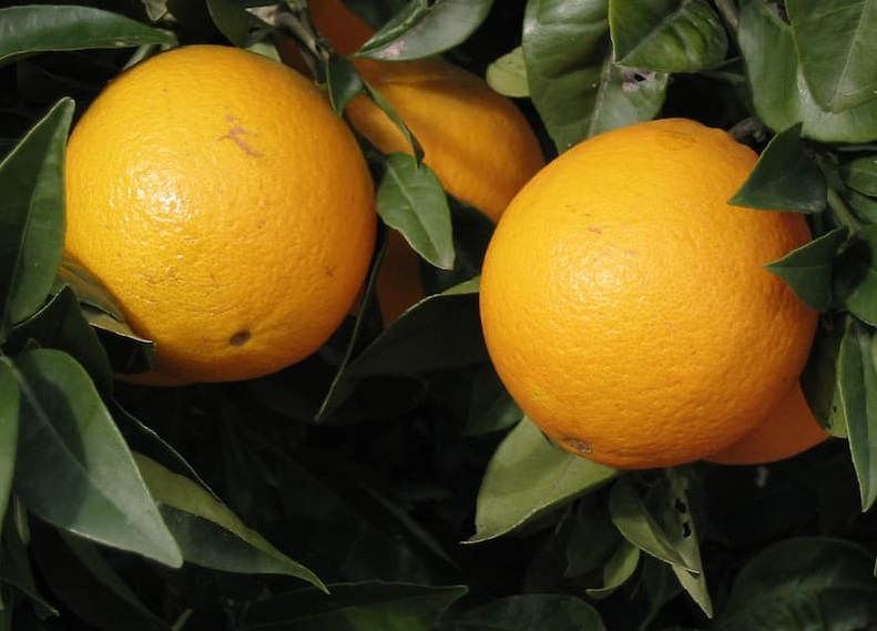 سعر طن البرتقال عالميا