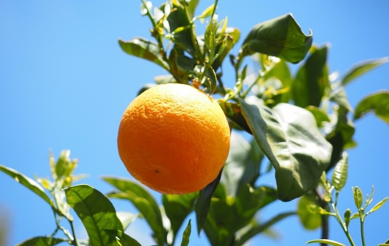 ما هي الدولة الأولى في إنتاج البرتقال؟