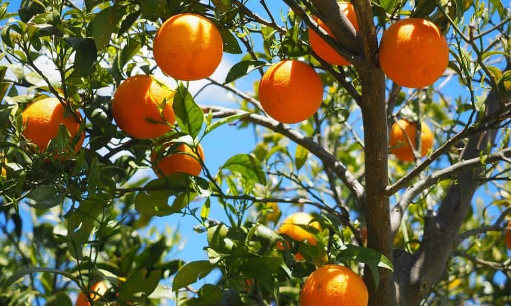 انواع البرتقال