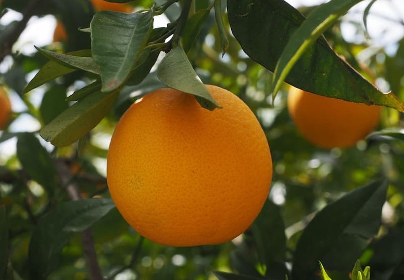 أنواع البرتقال الصغير