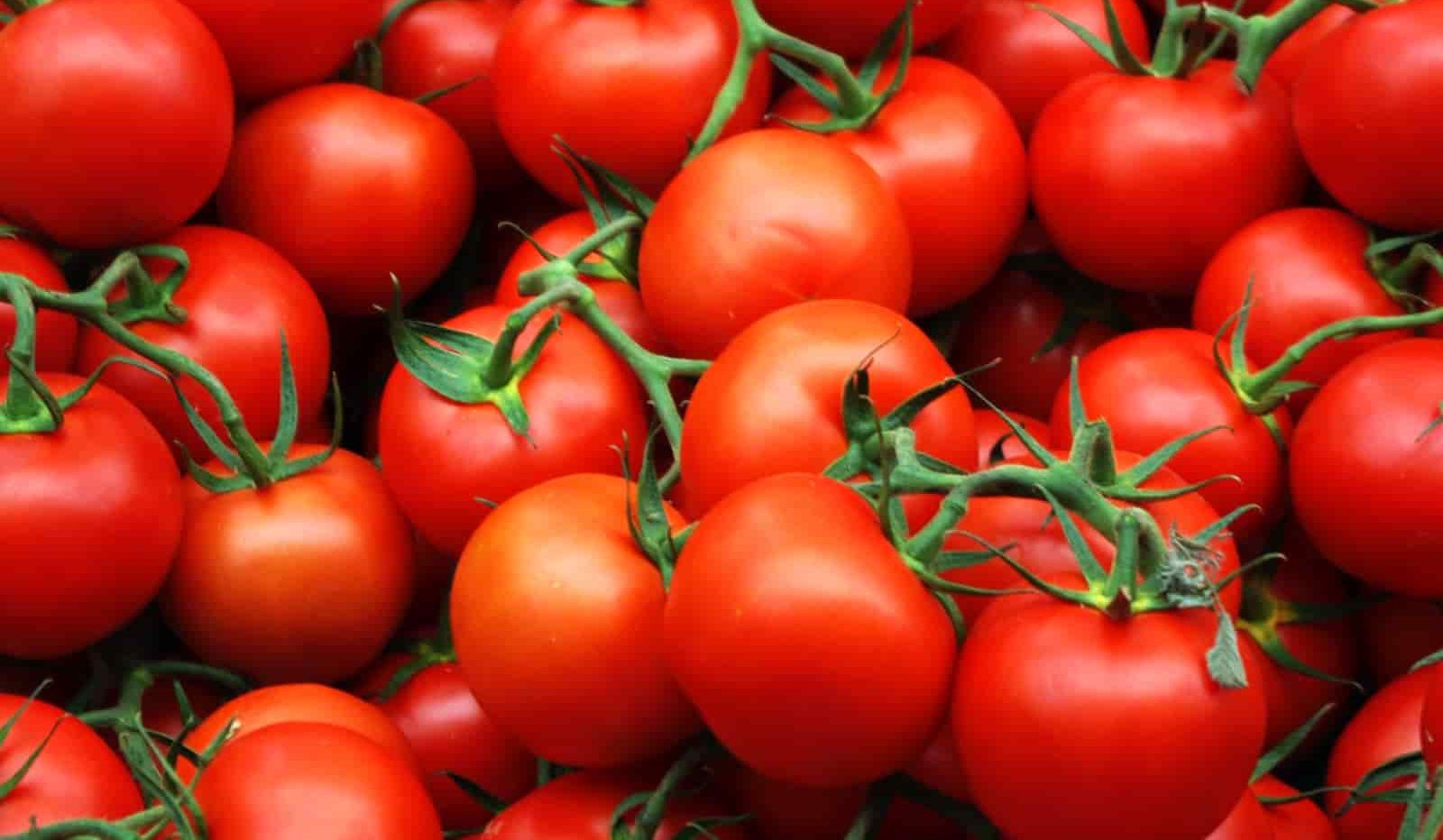 نوع الطماطم