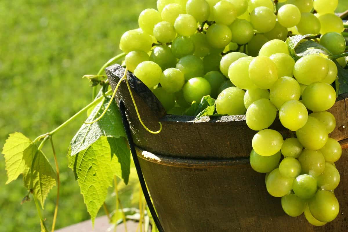 فوائد العنب الأخضر. السيطرة على مرض السكري