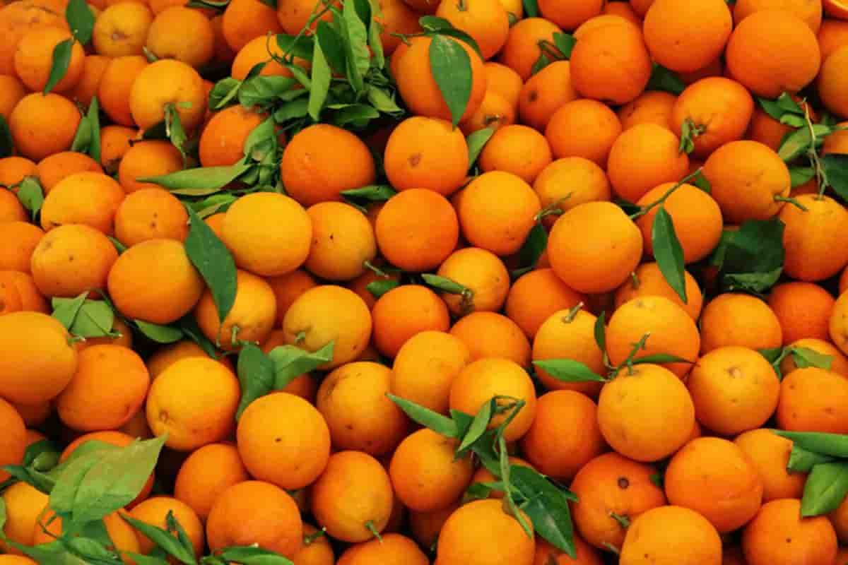 البرتقال المر للتخسيس