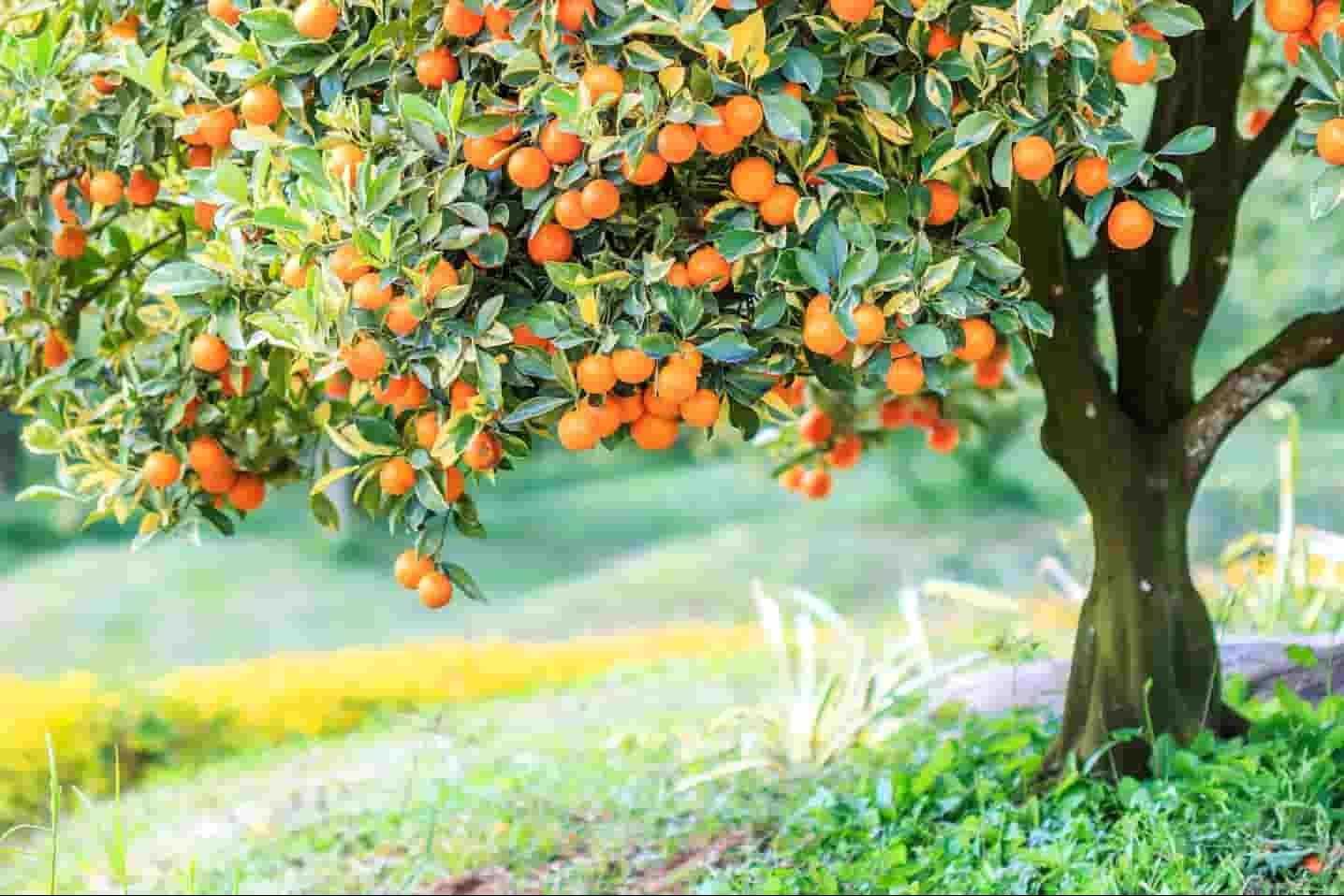 سماد اشجار البرتقال الأفضل