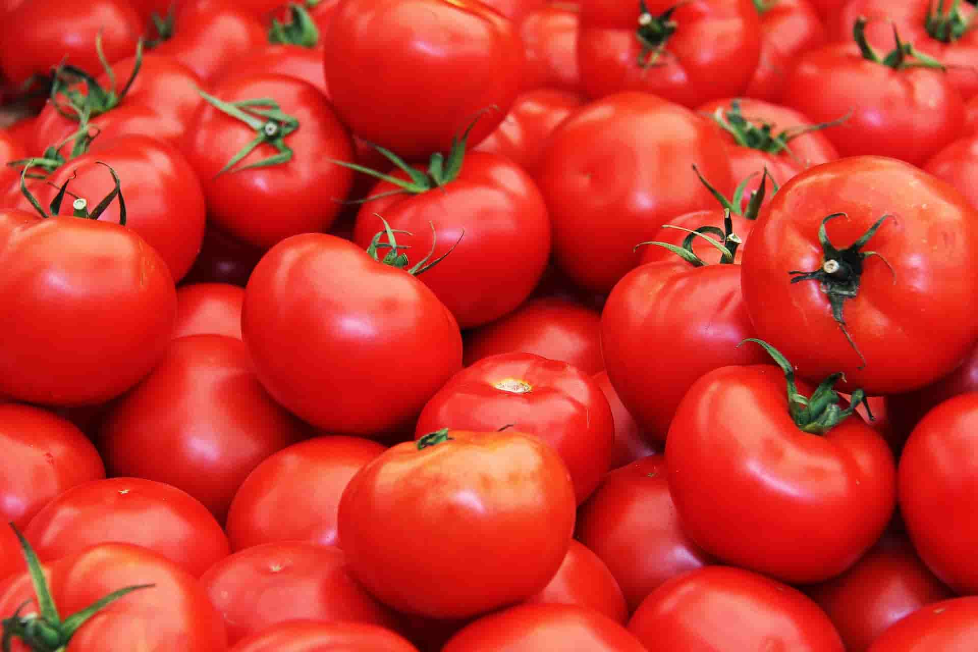 تقديم أرخص سعر طماطم اليوم للمستهلك
