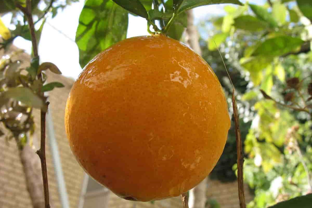 سماد فسفوري لأشجار البرتقال: