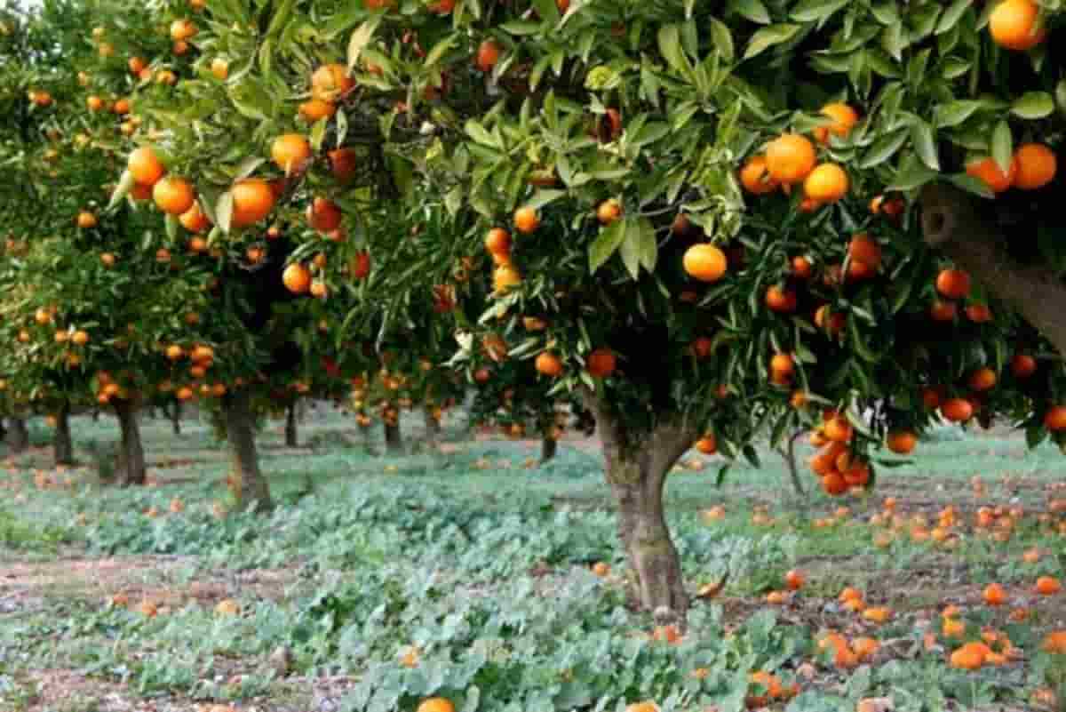 شراء سماد اشجار البرتقال