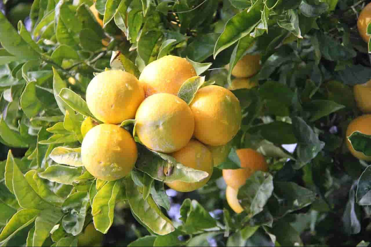كيفية تسميد اشجار البرتقال