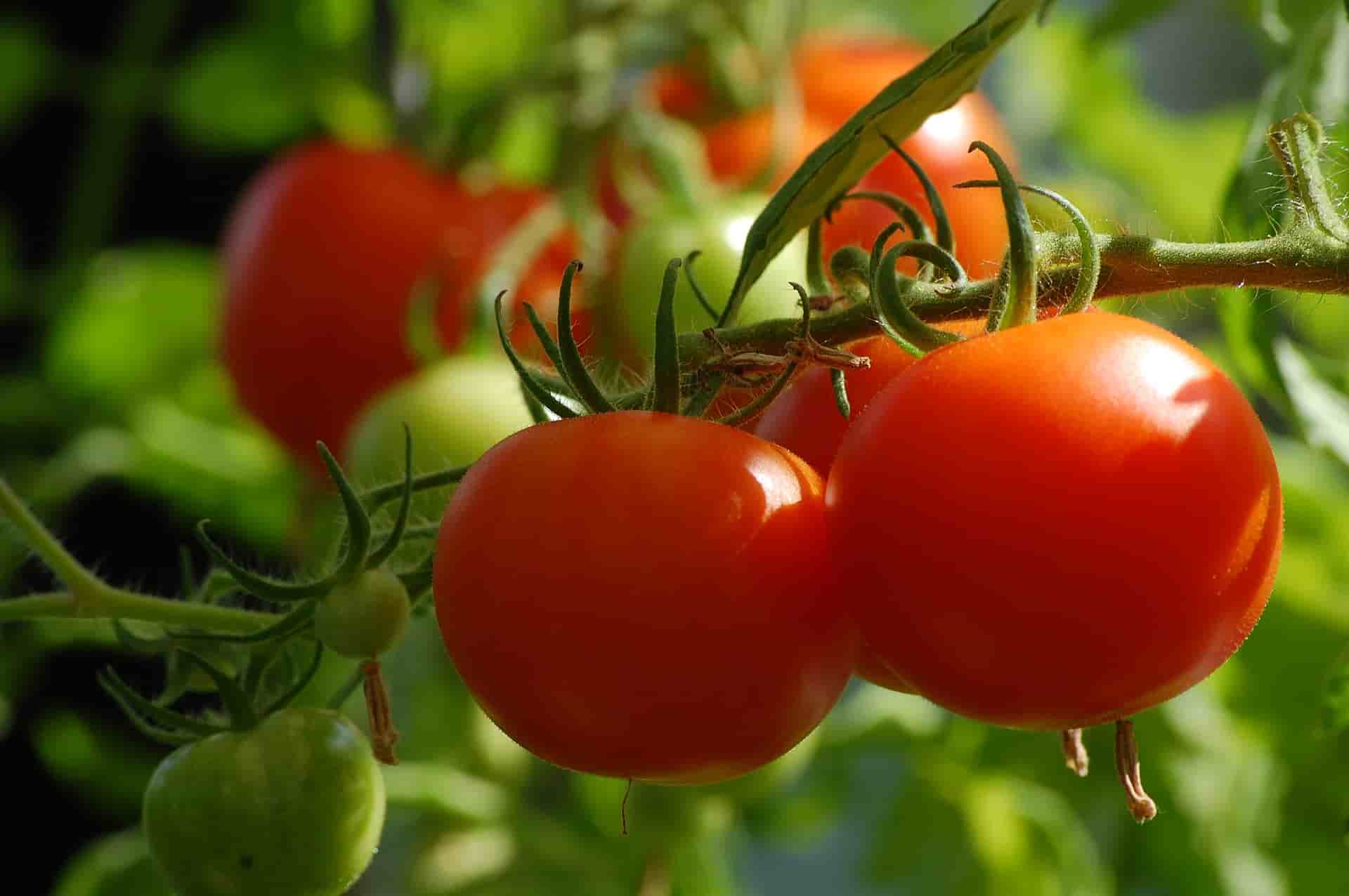 درجة الترکیز في معجون الطماطم الإيراني