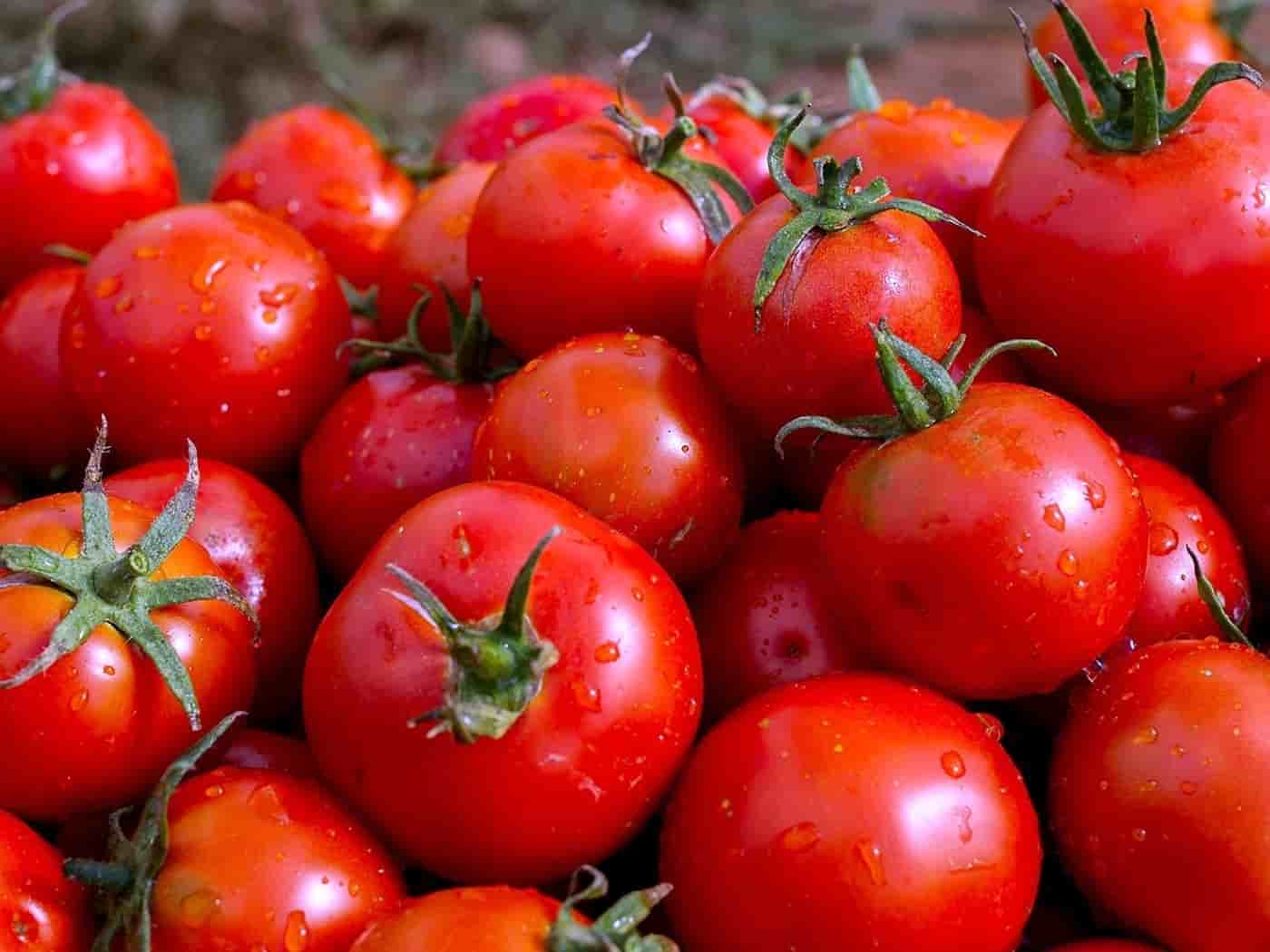 بيع الطماطم والخضار بالجملة في الأسواق العربية المزدهرة