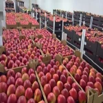 Kauf von roten Äpfeln, verpackt in 7,5-kg-Einheiten