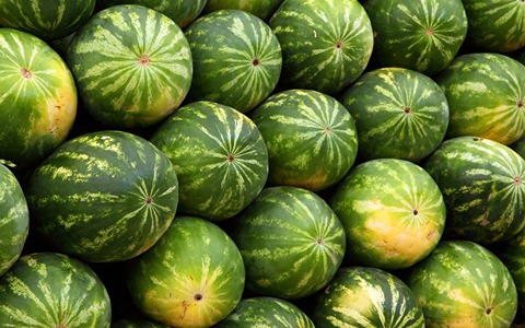 Wassermelone mit ausführlichen Erklärungen und Einarbeitung