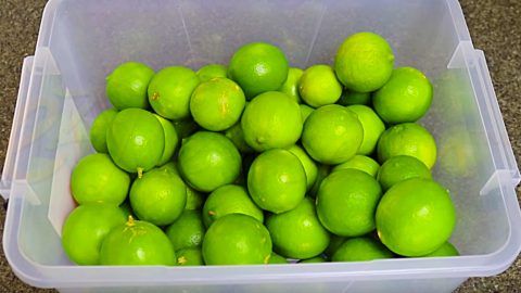 The Best Price To Buy High Quality Lemons Anywhere Mazandaran Tehran Qom Shiraz