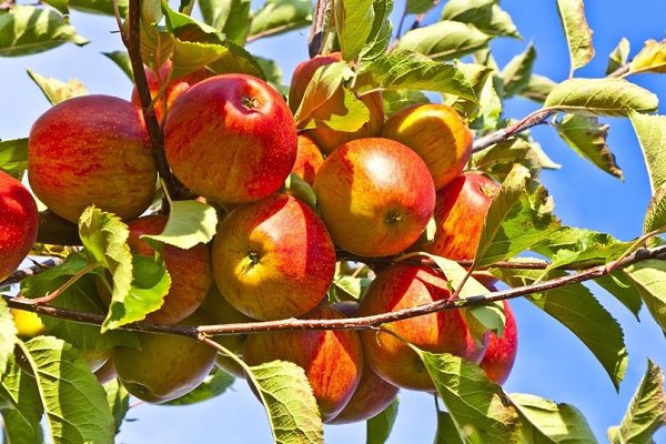Getting to Know Apple Tree + the Exceptional Price of Buying Apple Tree