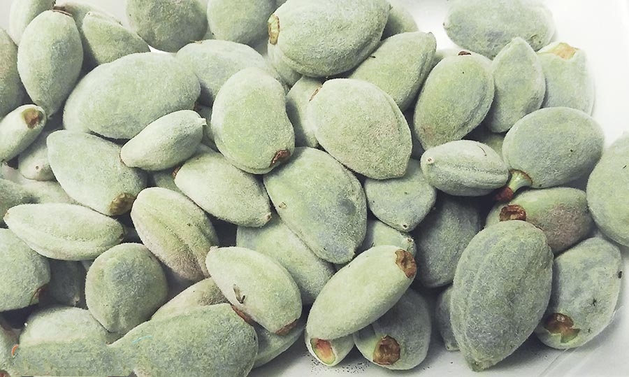 Buy Green Almonds | Selling all types of Green Almonds at a reasonable price